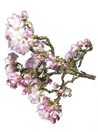 guide to flowering trees