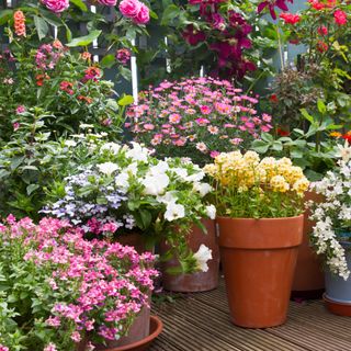 Various potted plants and flowers