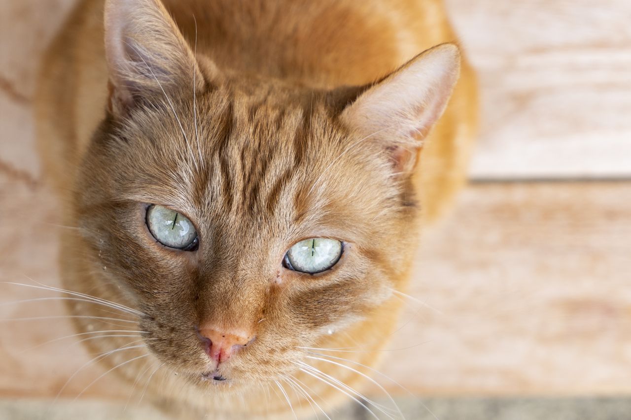 The 15-45mm can focus pretty close at the long end of the zoom