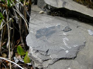 A Marella splendens fossil