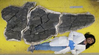 The size of the new ichthyosaur is perhaps best illustrated with a human for scale, here shown during the early phase of the preparation at the museum.
