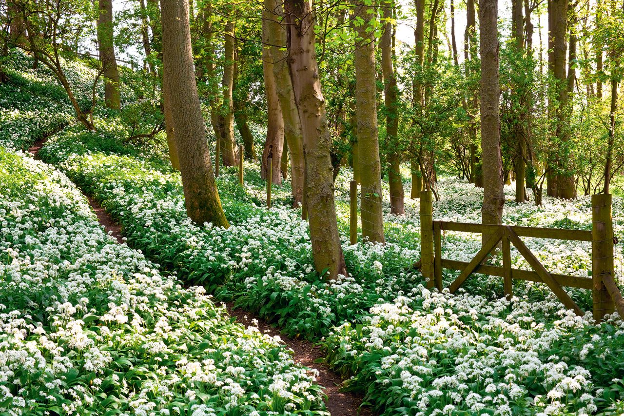 Wild garlic, or ramsons (Allium ursinum), is the forager’s friend, growing freely in damp, shady woods.