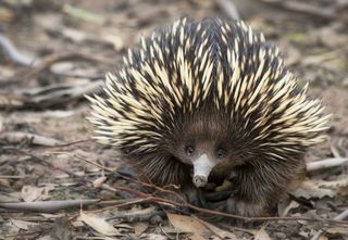 Echidnas