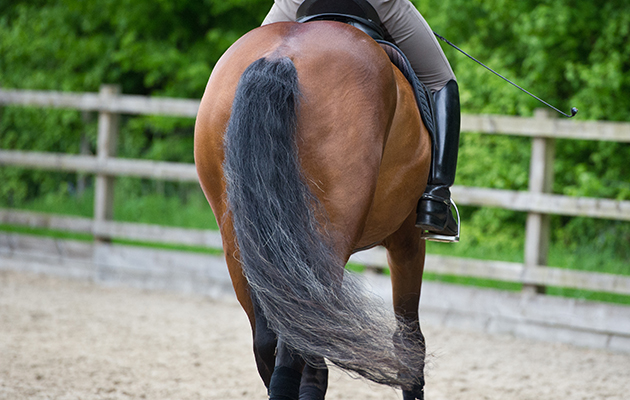 horse rear end and tail
