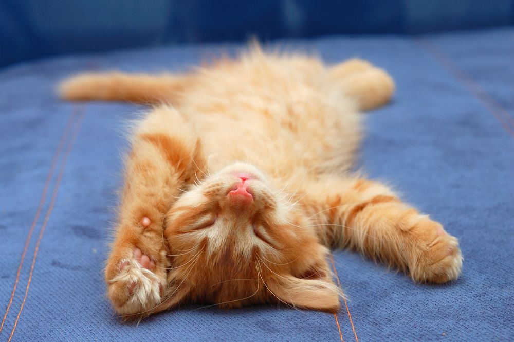 Kitten sleeping on its back.Credit: vita khorzhevska | Shutterstock