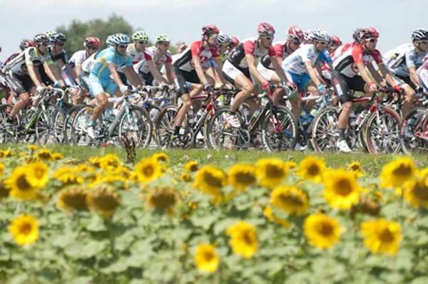 A final ride throught the fields of sunflowersThe ri