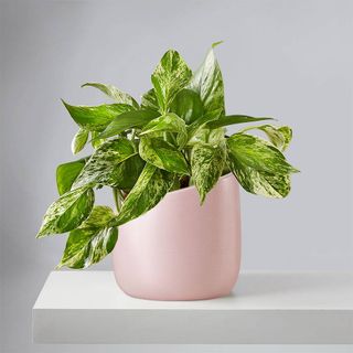 Marble queen pothos with variegated leaf