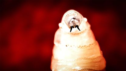 A close up of a white worm with black fangs against a dark red background