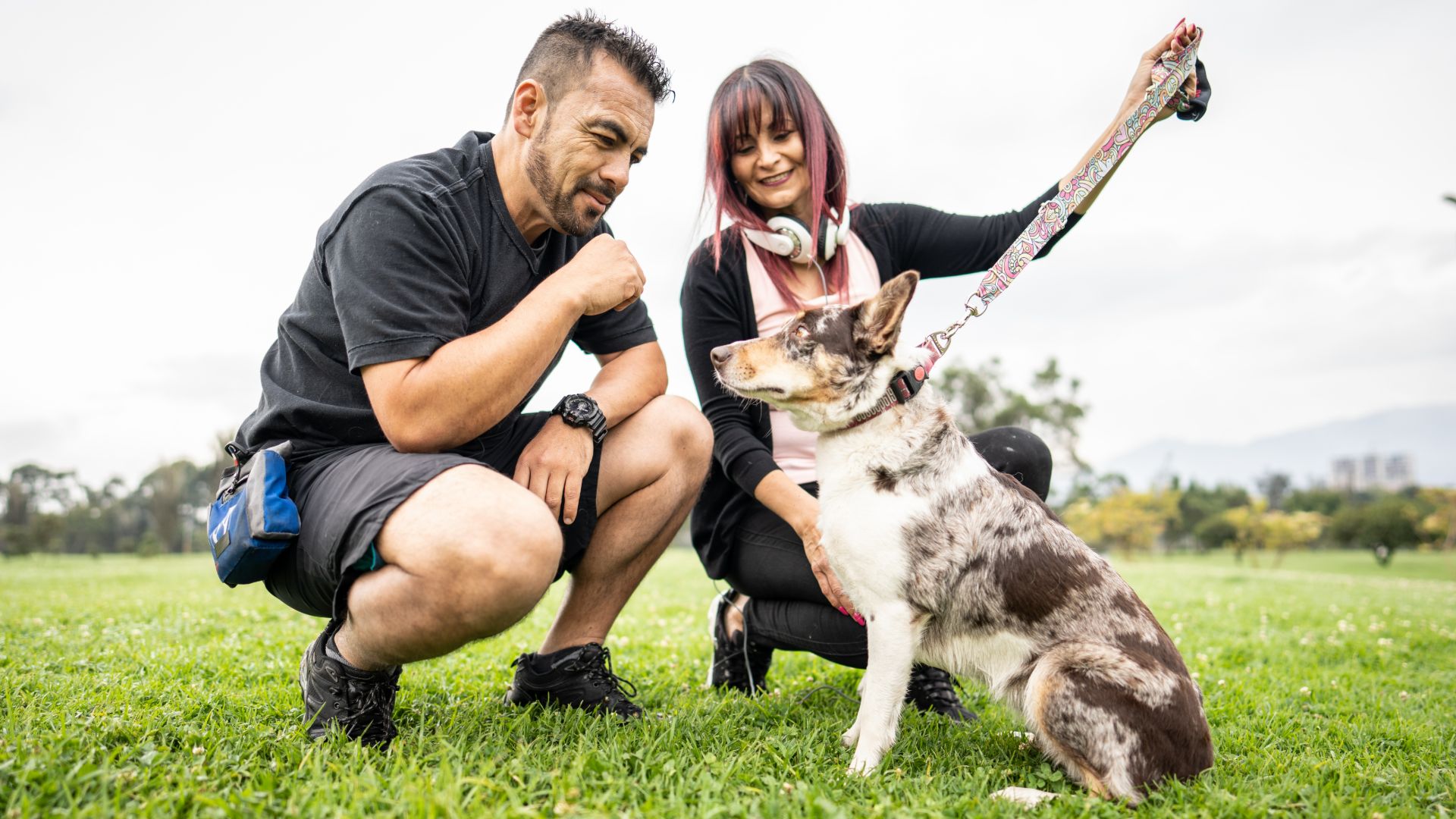 Australian cattle dog with owner having a consultation with a trainer