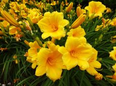 Bright Yellow Daylilies