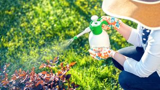 Woman spraying plant