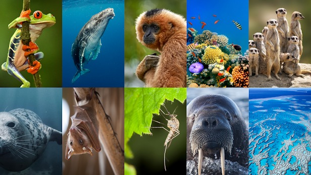 a row of animals being tried to conserve using Google&#039;s Perch AI
