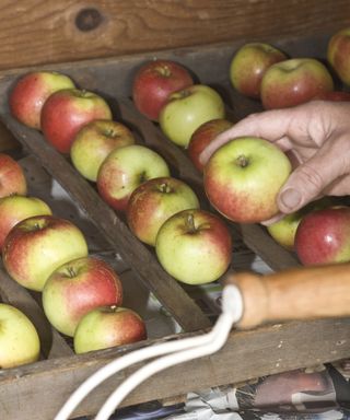 Apples stored on a wooden rack