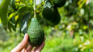 Avocado plant