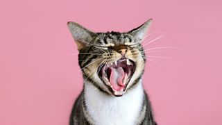 cat laughing: 32 funny things cats do