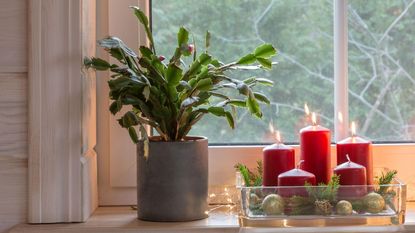A christmas cactus in a pot besides christmas candles on a windowledge