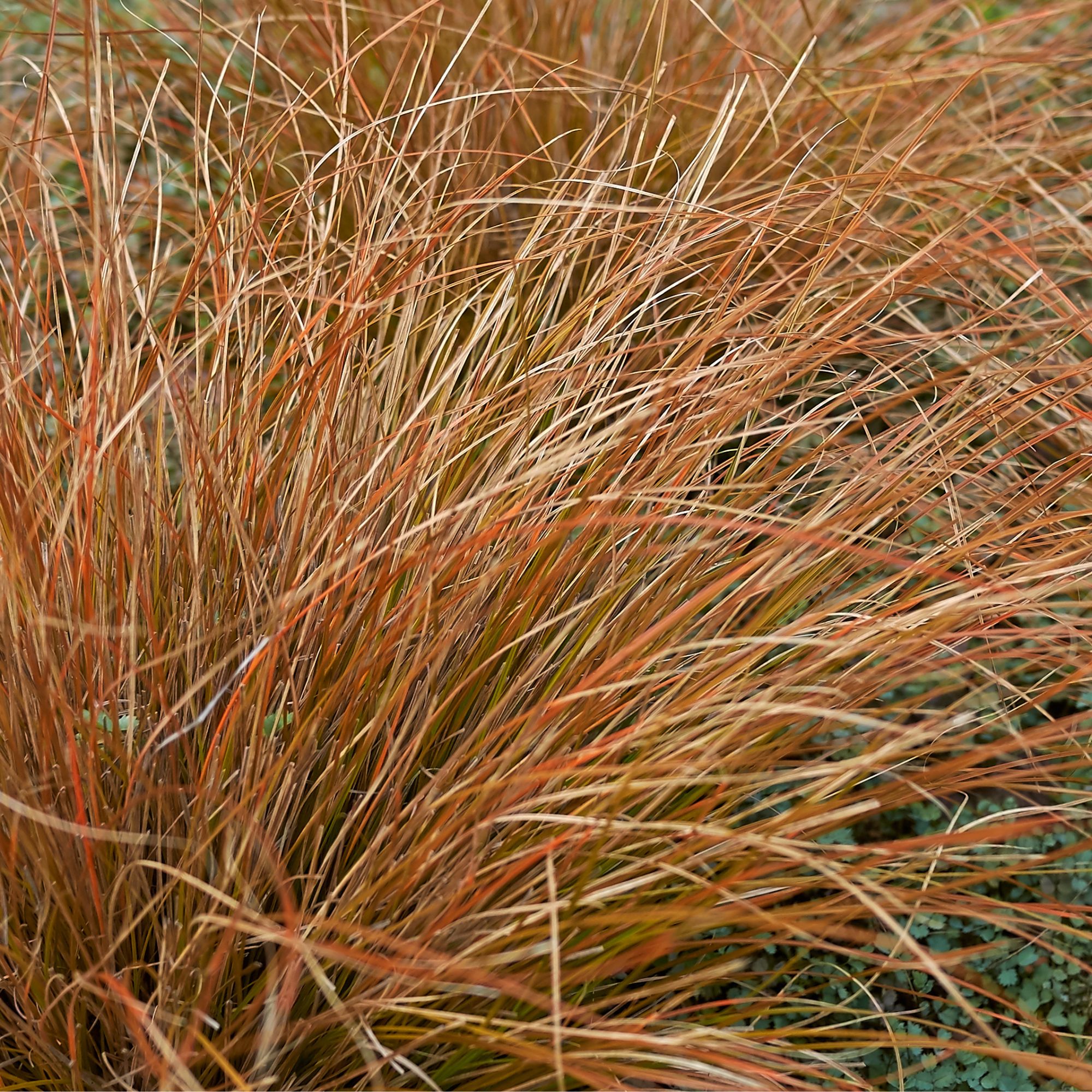 Carex buchananii ornamental grass growing in garden