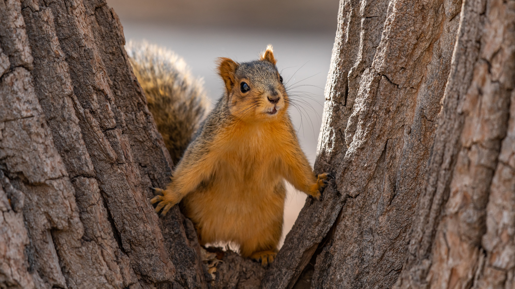 A squirrel