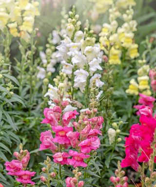 Snapdragons in pink, white, and yellow