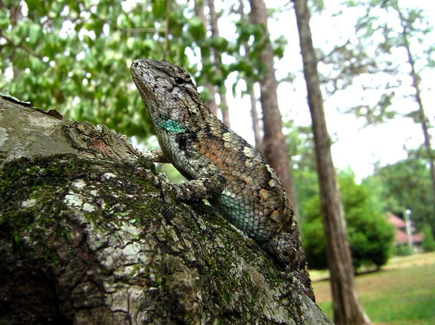 Female fence lizard with blue