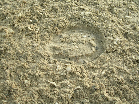 Hoofprint in gallop surface