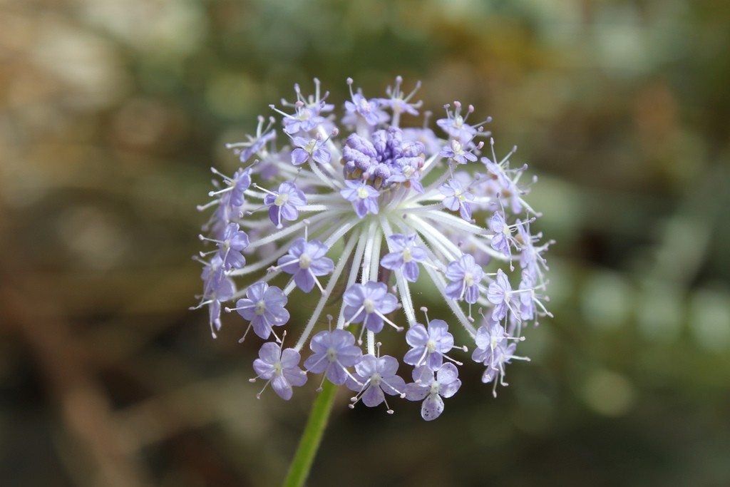 Blue Lace Flowers