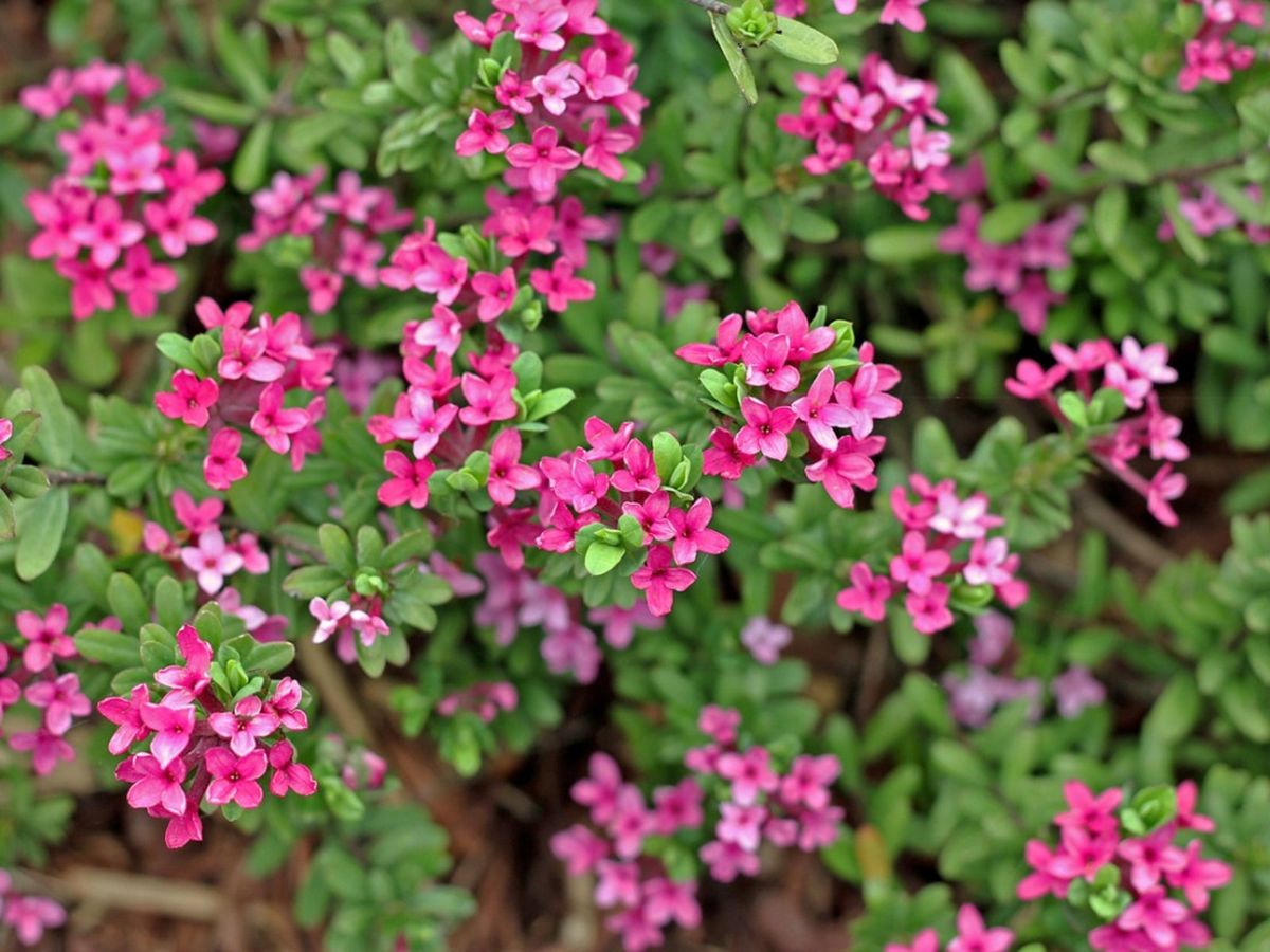 Caring For Daphne Plants How To Care For Daphne Plant Varieties
