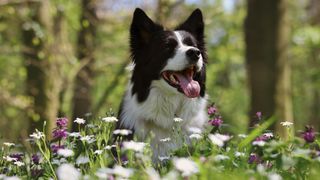 Border collie happy in flower meadow