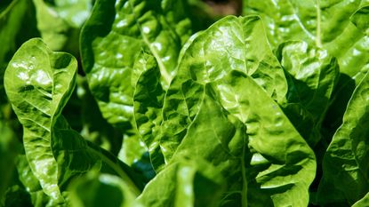 how to grow spinach