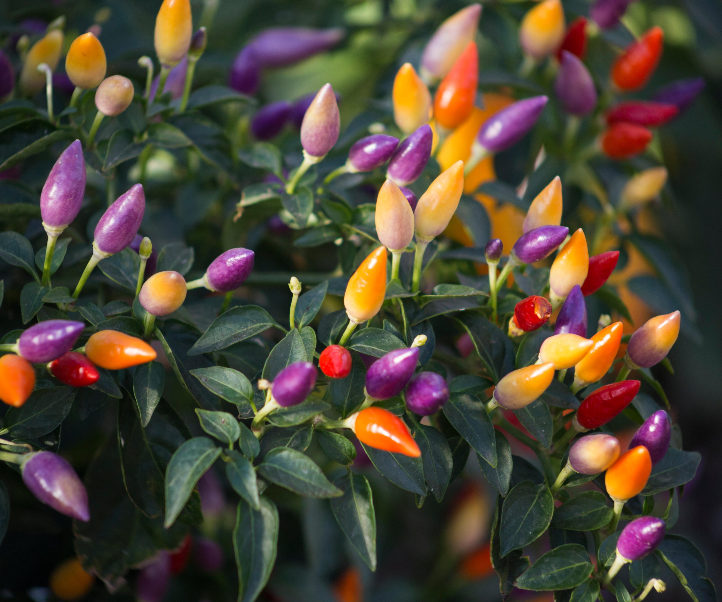 The colored fruits of a Numex Twilight pepper plant