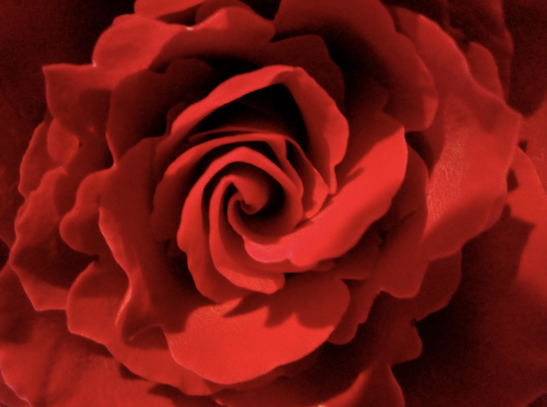 A close-up photo of a rose's petals, taken on a myFirst Camera 50 smartphone camera for 5-12-year-olds