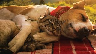 Henry the Colorado dog curled up with his feline friend Ball