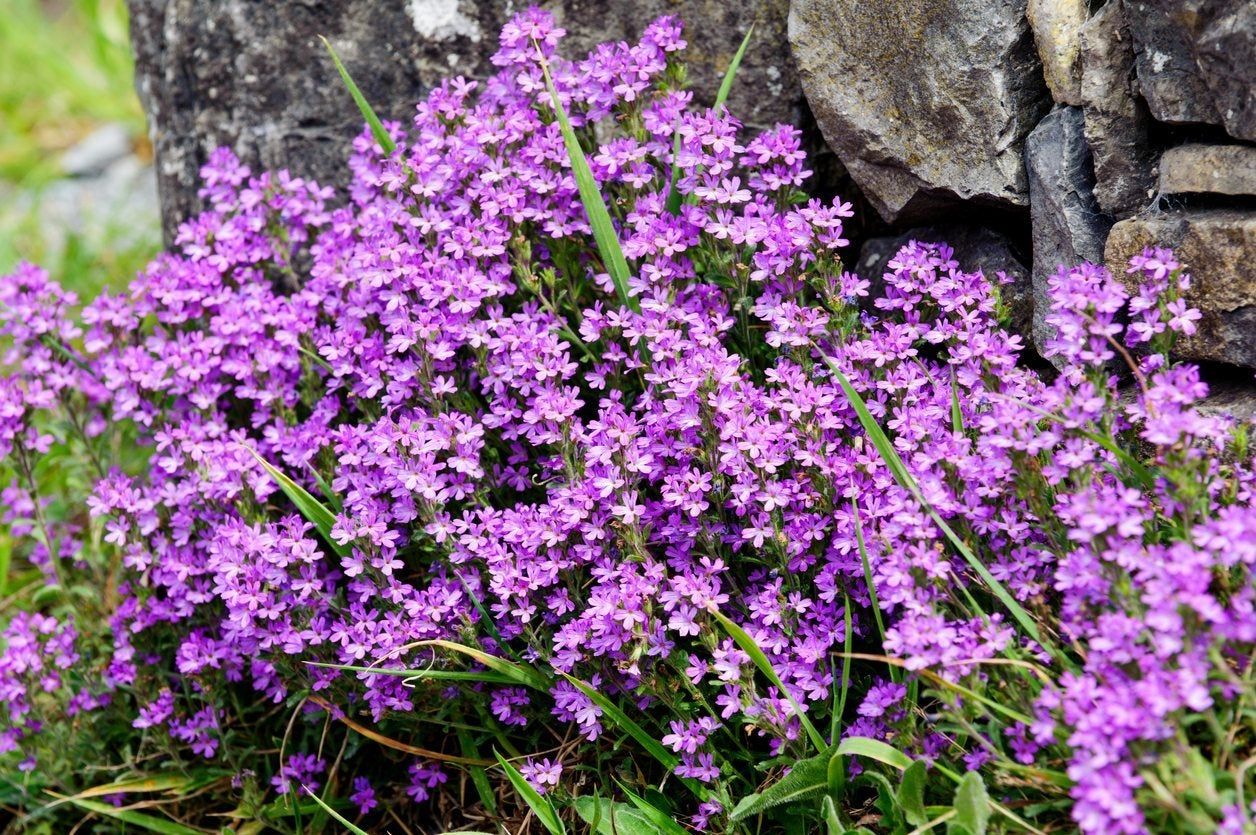 Purple Fairy Foxglove