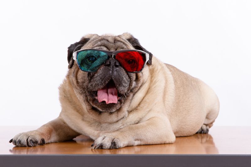can you put color blind glasses on a dog