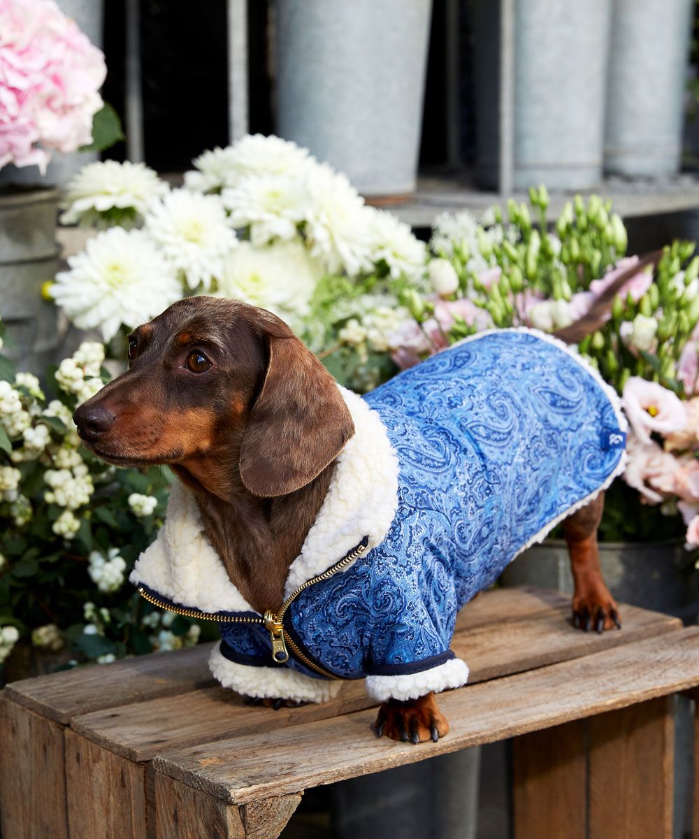 Introducing Pooches Of Liberty Dress Your Dog In Liberty S Finest Homes Gardens