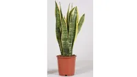 Sansevieria Laurentii