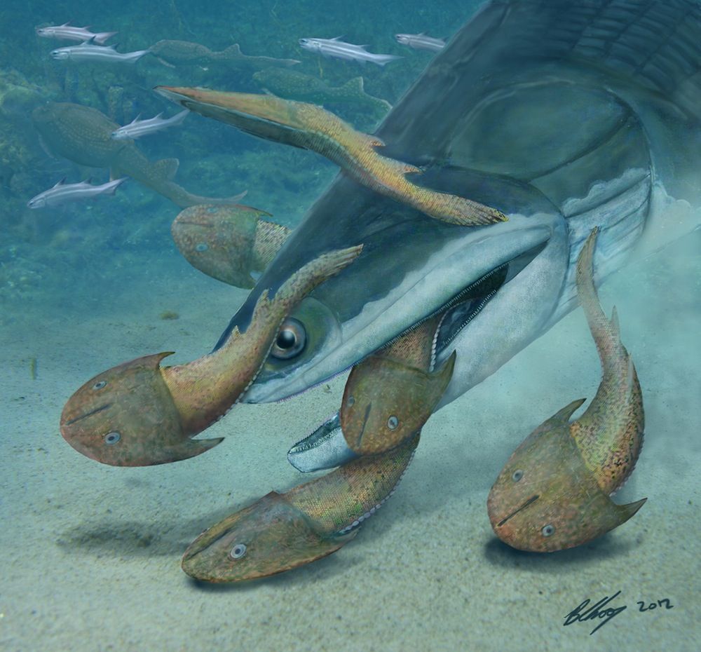 megamastax amblyodus