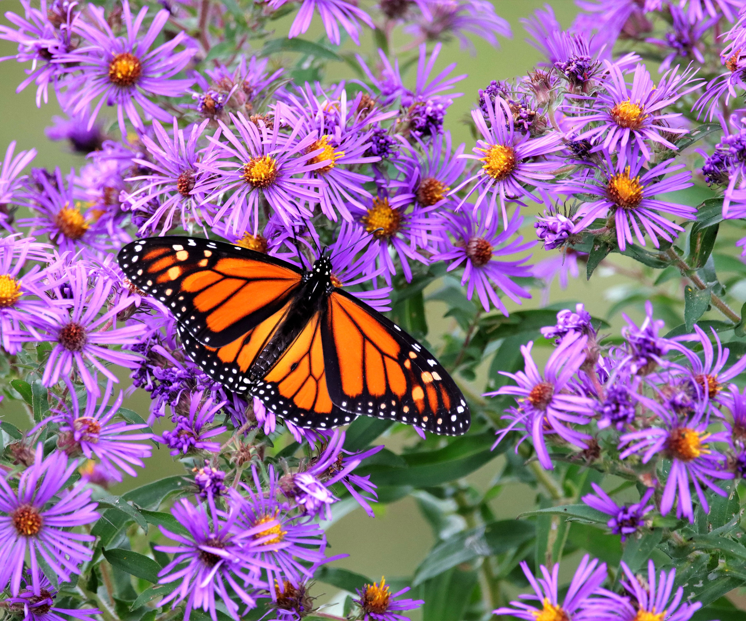 monarch butterfly sitting on purple aster flowers
