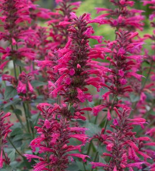 Agastache Aurantiaca 'morello'