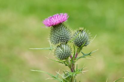 Bull Thistle Plant