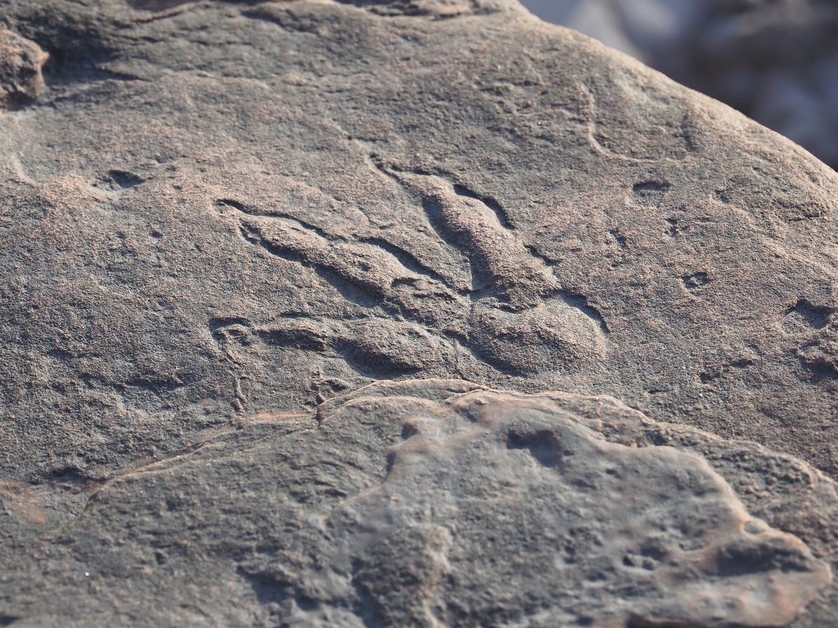 4-year-old discovers impressive dinosaur footprint on Wales’ beach