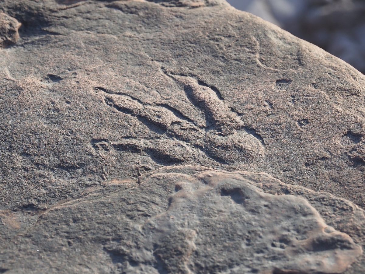 A &quot;grallator&quot; track made by a three-toed Triassic dinosaur was found by a 4-year-old girl on a beach in Wales.