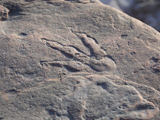 A "grallator" track made by a three-toed Triassic dinosaur was found by a 4-year-old girl on a beach in Wales.