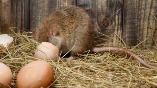 Invasive rats decimate bird populations by eating their eggs.