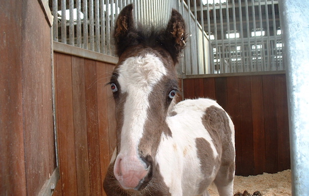 Starsky2 july 04