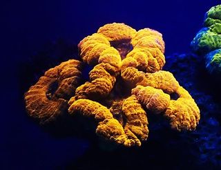 Mesophotic Brain Coral (Lobophyllia coral), which can change from green to red when exposed to violet light.
