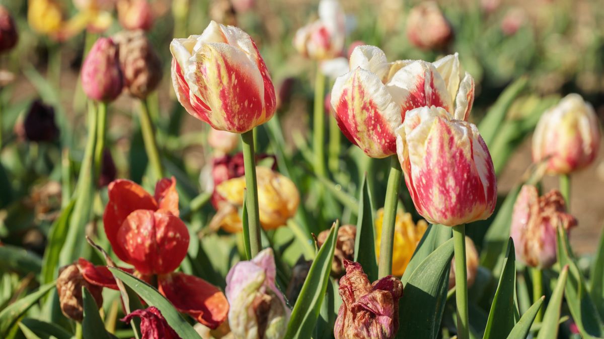 Wilted tulips in garden