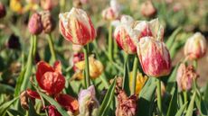 Wilted tulips in garden