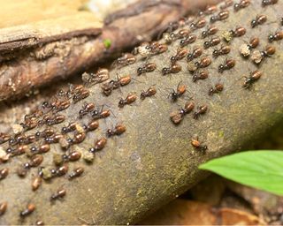 termites on log