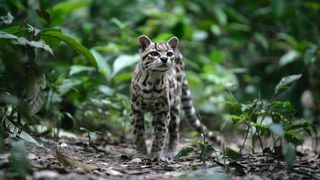 Margay